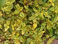 Golden Harvest Loosestrife / Lysimachia congestiflora 